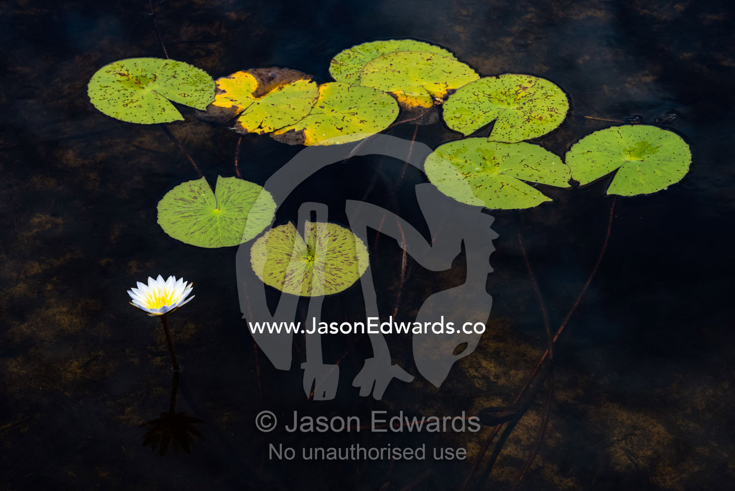 Water lily flowers and leaves on a wetland. Duba Plains Camp, Ngamiland West, Botswana.