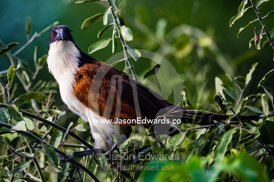 A Coppery-tailed Coucal on top of a shrub. Duba Plains Camp, Ngamiland West, Botswana.