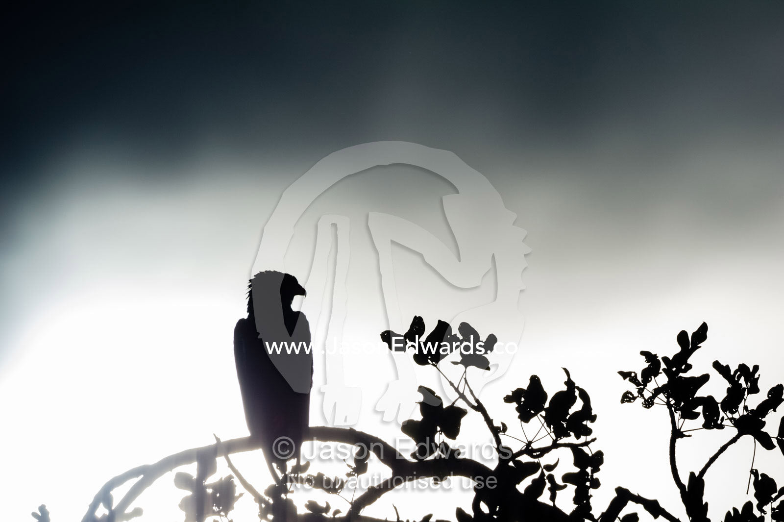 A Bateleur Eagle silhouette against a sunset storm. Duba Plains Camp, Ngamiland West, Botswana.