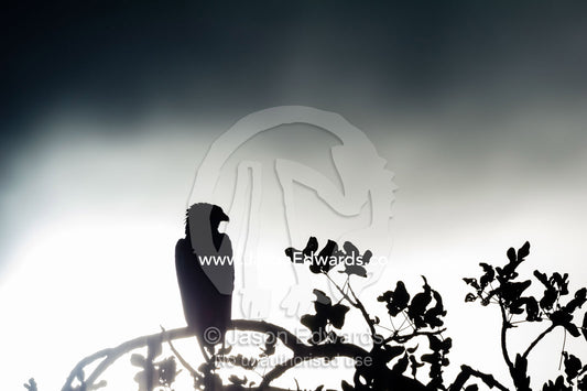 A Bateleur Eagle silhouette against a sunset storm. Duba Plains Camp, Ngamiland West, Botswana.
