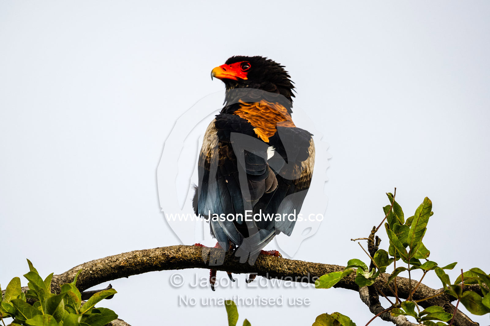 The bright red beak of a Bateleur Eagle roosting in a tree. Duba Plains Camp, Ngamiland West, Botswana.