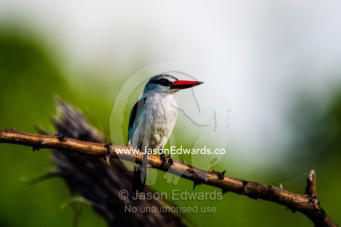 A Woodland Kingfisher roosting on a tree branch. Duba Plains Camp, Ngamiland West, Botswana.