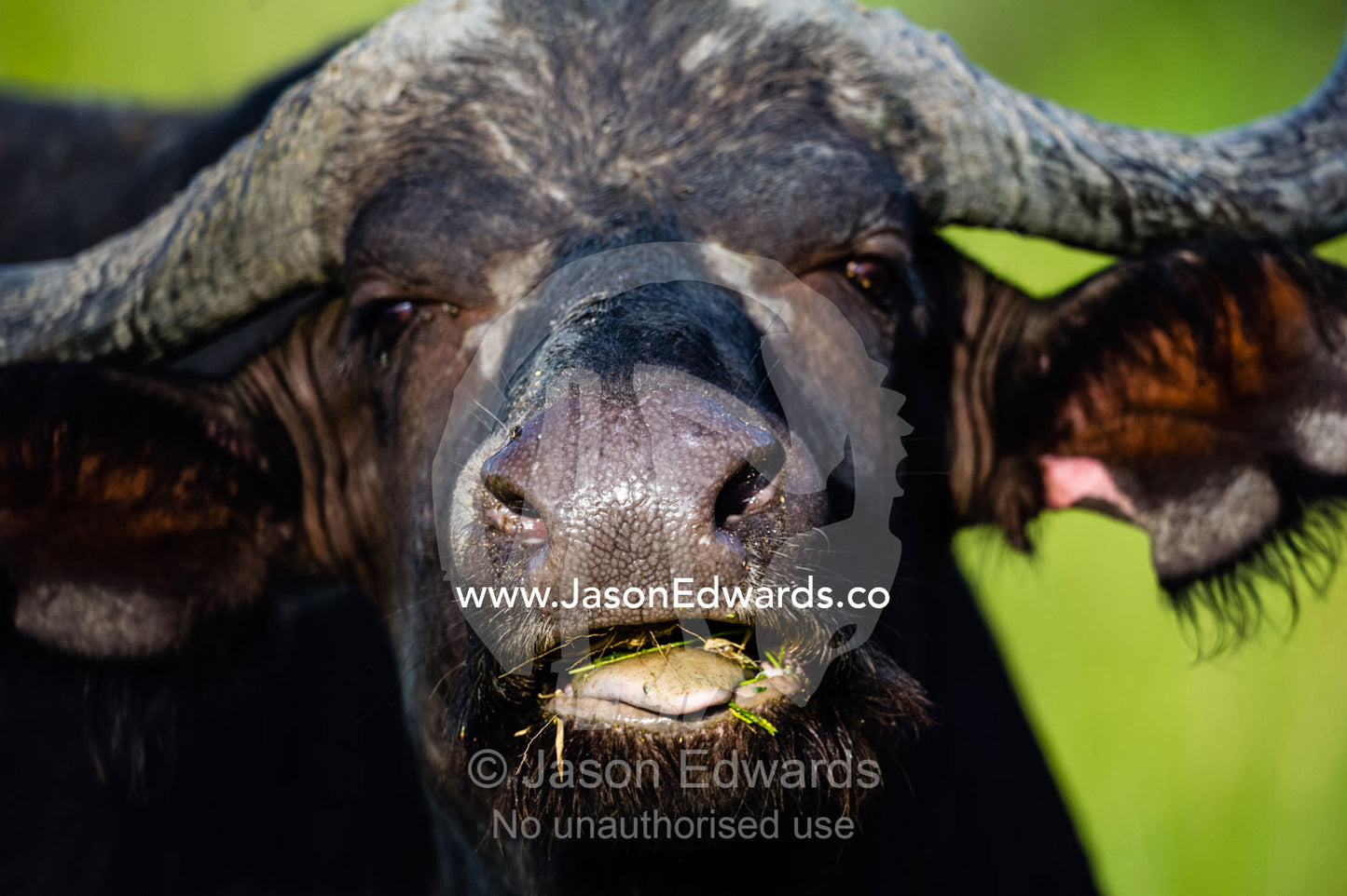 An African Buffalo chewing it's cud with it's wide tongue. Duba Plains Camp, Ngamiland West, Botswana.
