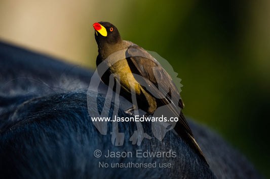A Yellow-billed Oxpecker sitting on the shoulder of an African Buffalo. Duba Plains Camp, Ngamiland West, Botswana.