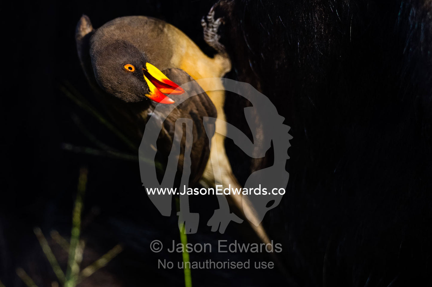 A Yellow-billed Oxpecker hanging on the flank of an African Buffalo. Duba Plains Camp, Ngamiland West, Botswana.