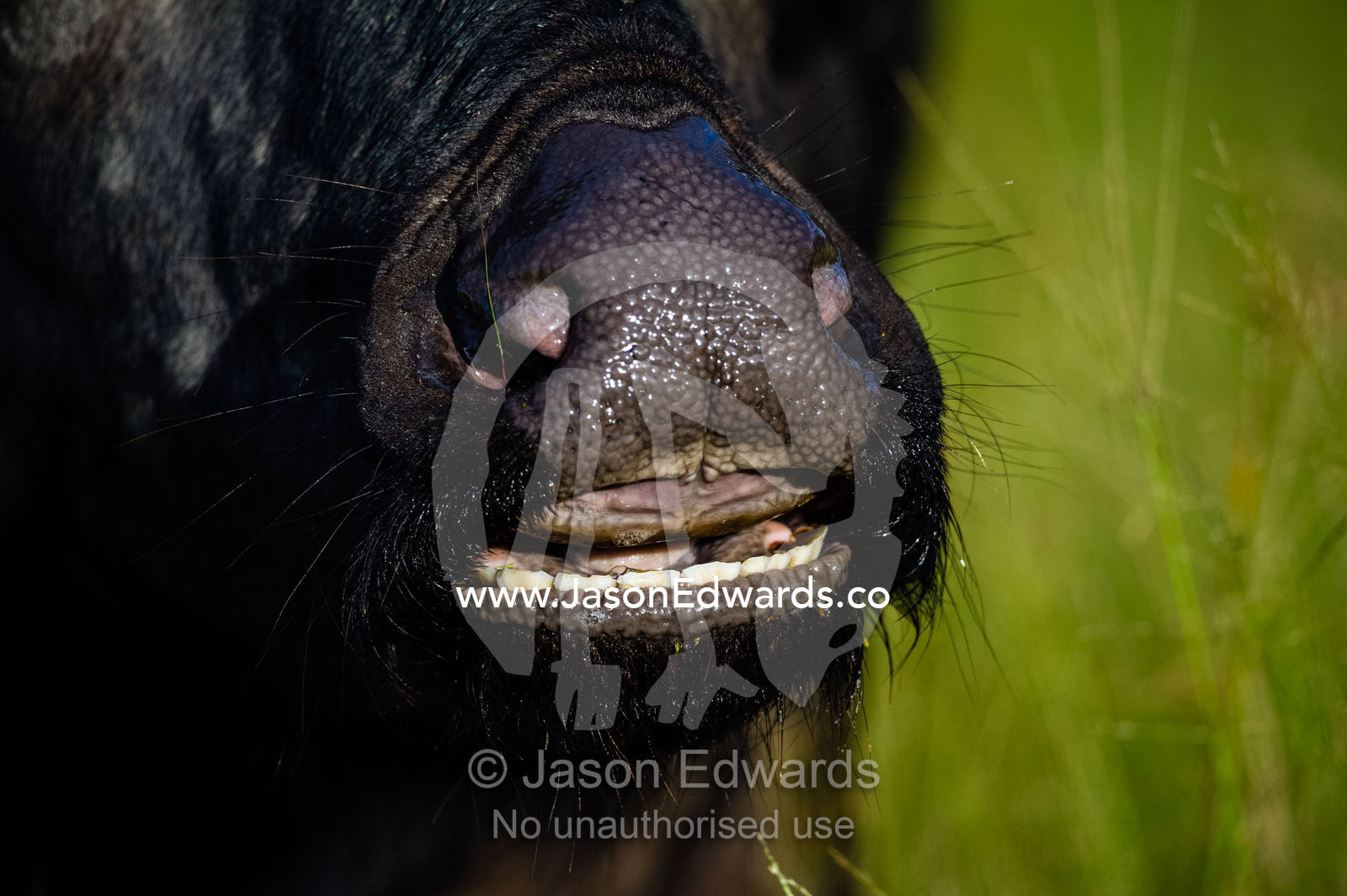 An African Buffalo chewing it's cud with it's wide tongue. Duba Plains Camp, Ngamiland West, Botswana.