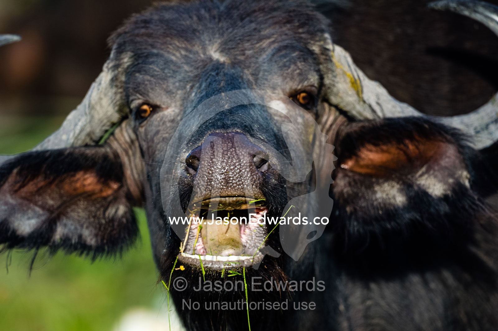 An African Buffalo chewing it's cud with it's wide tongue. Duba Plains Camp, Ngamiland West, Botswana.