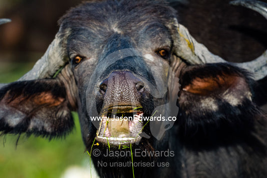 An African Buffalo chewing it's cud with it's wide tongue. Duba Plains Camp, Ngamiland West, Botswana.