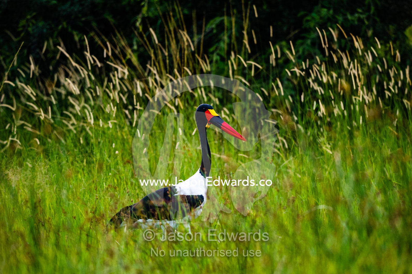 A Saddle-billed Stork standing in the reeds on a floodplain. Duba Plains Camp, Ngamiland West, Botswana.