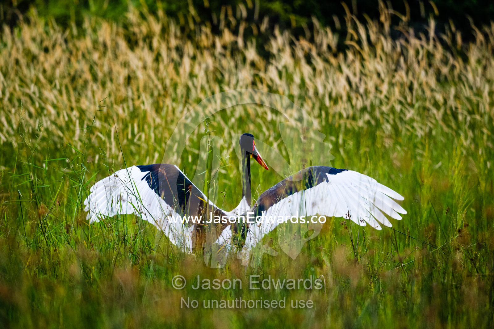 A Saddle-billed Stork stretching it's wings in the reeds on a floodplain. Duba Plains Camp, Ngamiland West, Botswana.