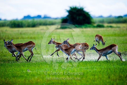 A herd of Red Lechwe running through the water on a floodplain. Duba Plains Camp, Ngamiland West, Botswana.