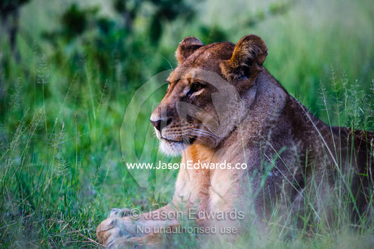 A lioness sitting in sphynx position on a floodplain. Duba Plains Camp, Ngamiland West, Botswana.