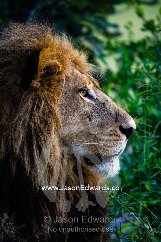 A side portrait of a male African Lion's face and mane. Duba Plains Camp, Ngamiland West, Botswana.