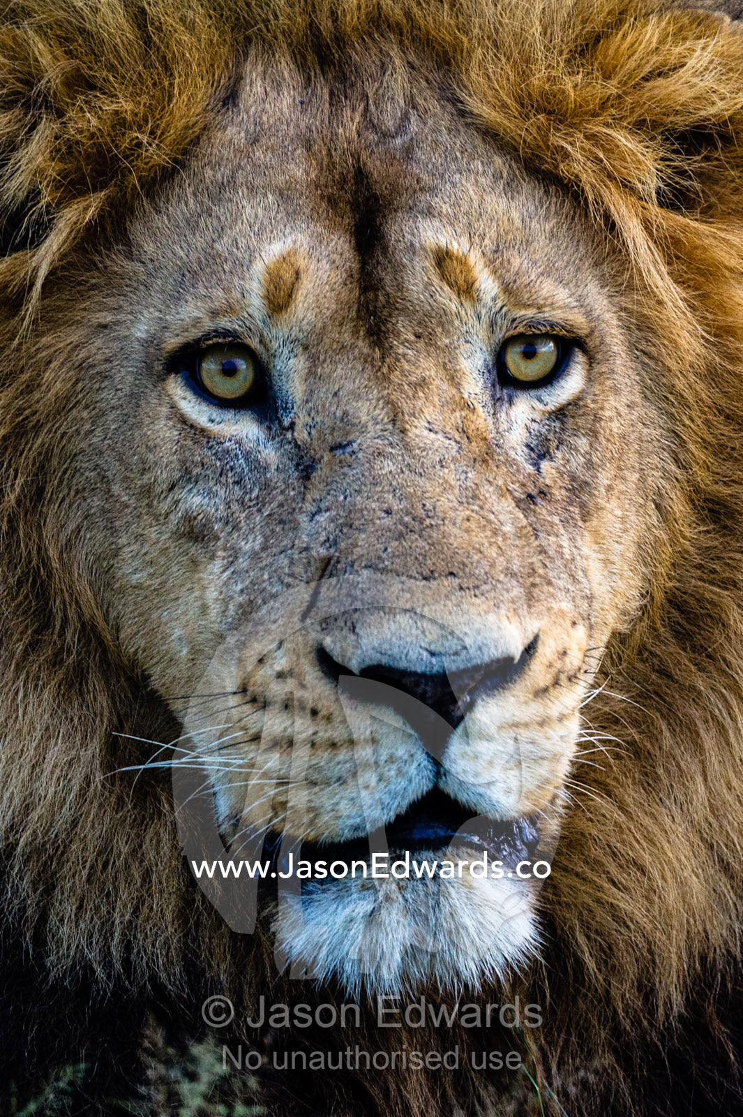The face and piercing eyes of a male African Lion. Duba Plains Camp, Ngamiland West, Botswana.