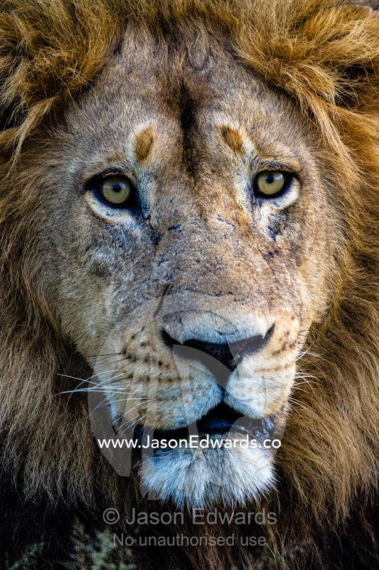 The face and piercing eyes of a male African Lion. Duba Plains Camp, Ngamiland West, Botswana.