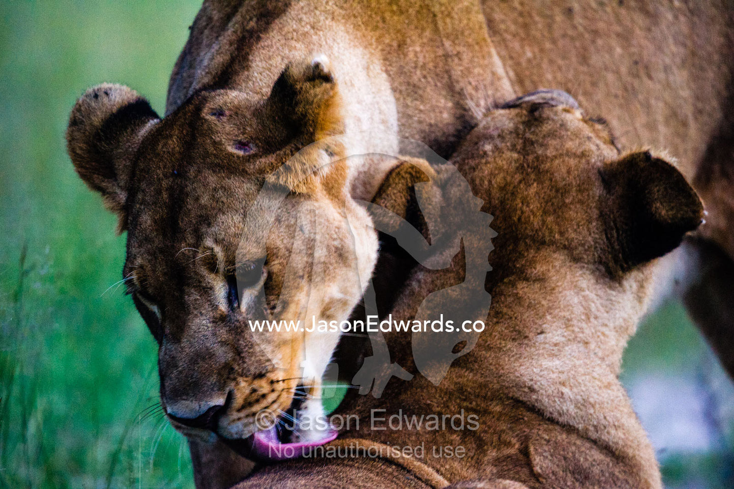 A lioness cleaning a pride member with her long tongue. Duba Plains Camp, Ngamiland West, Botswana.