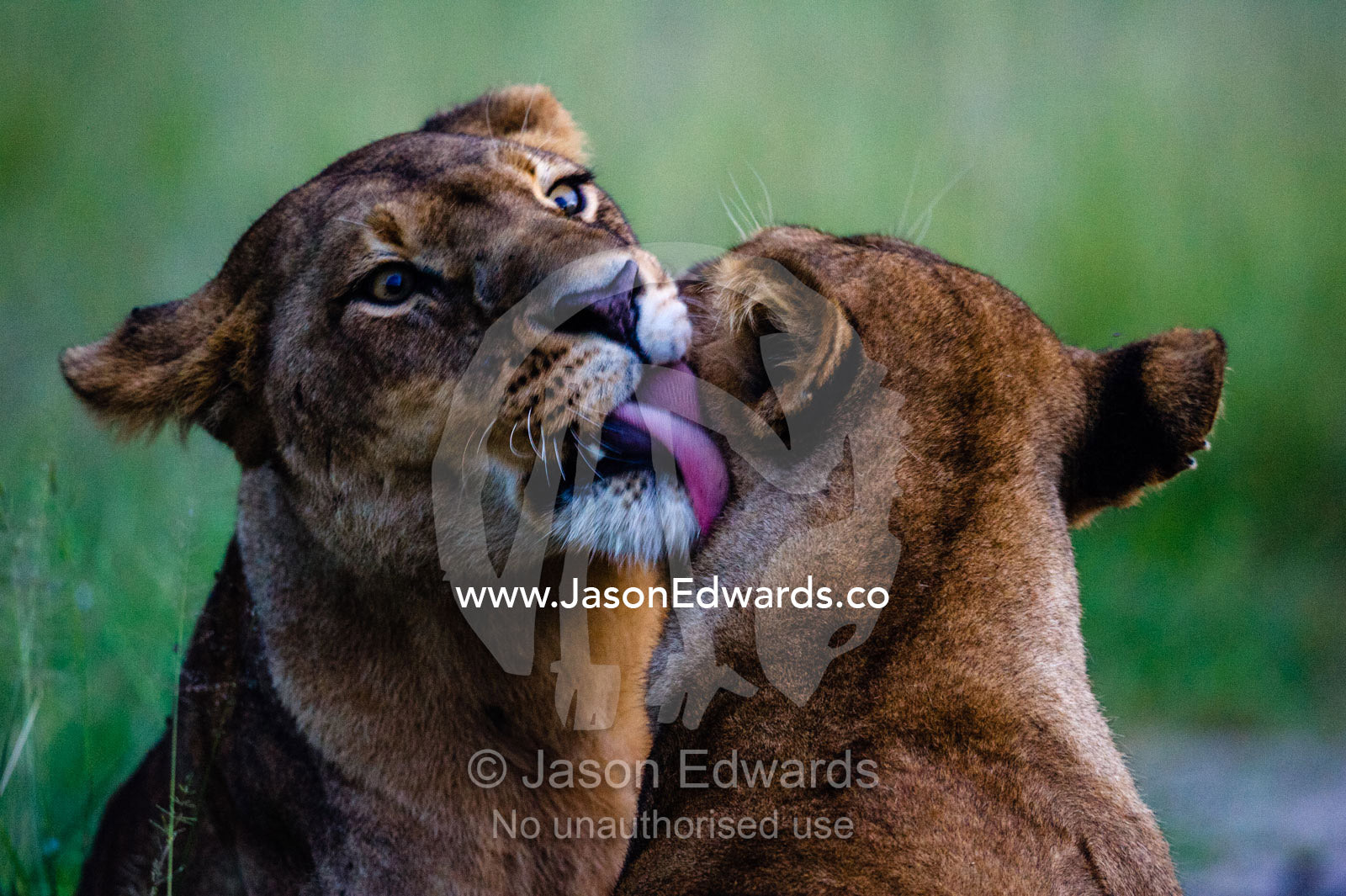 A lioness cleaning a pride member with her long tongue. Duba Plains Camp, Ngamiland West, Botswana.