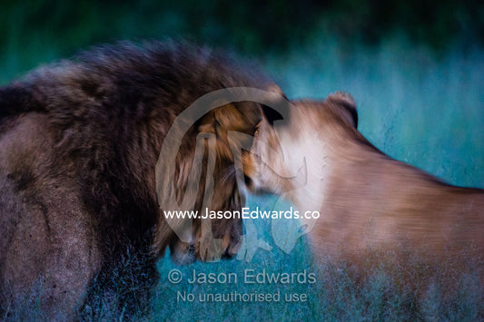 A male and female lion greeting each other on a floodplain. Duba Plains Camp, Ngamiland West, Botswana.