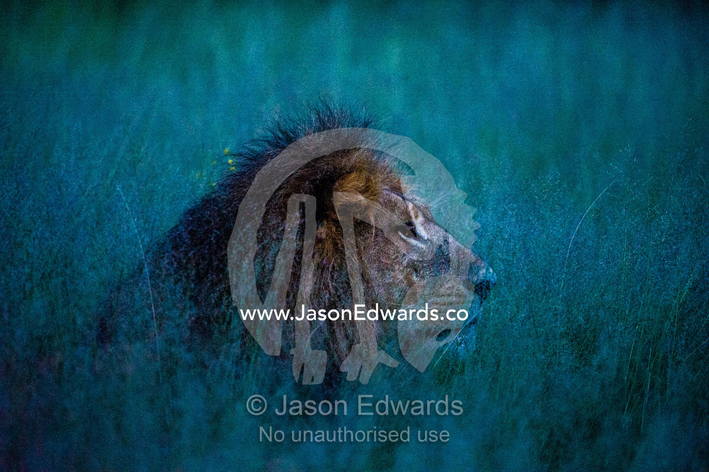 A male African Lion stalking Red Lechwe under moonlight. Duba Plains Camp, Ngamiland West, Botswana.