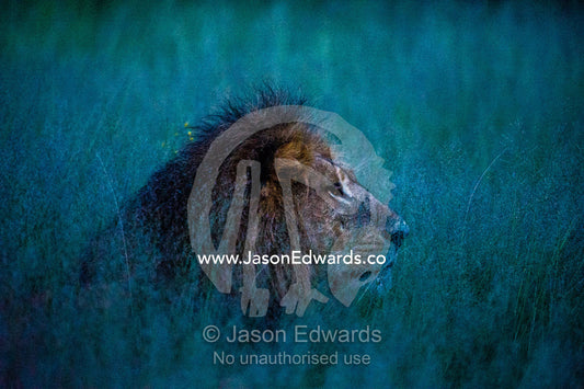 A male African Lion stalking Red Lechwe under moonlight. Duba Plains Camp, Ngamiland West, Botswana.