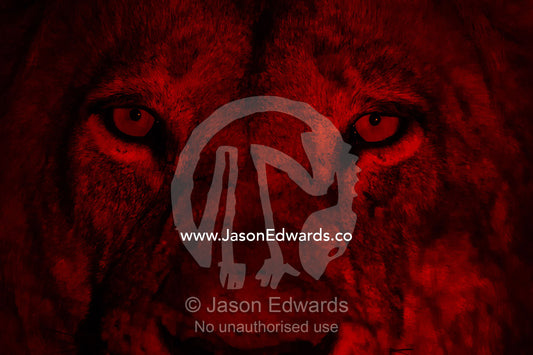 The menacing staring eyes of a male African Lion hunting in a ruby red spotlight. Duba Plains Camp, Ngamiland West, Botswana.