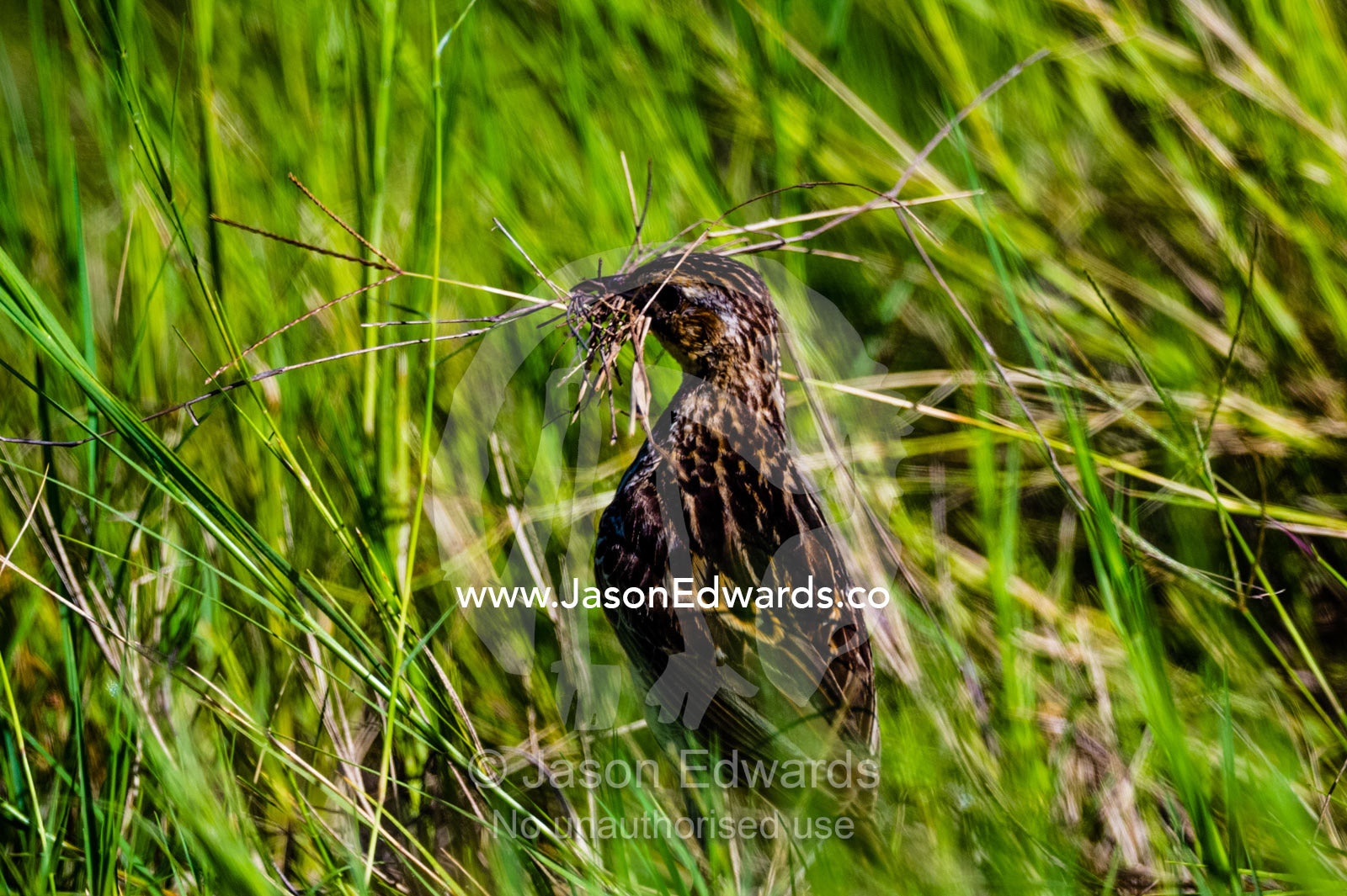 A female Redthroated Pipit collecting grass for nesting material. Duba Plains Camp, Ngamiland West, Botswana.