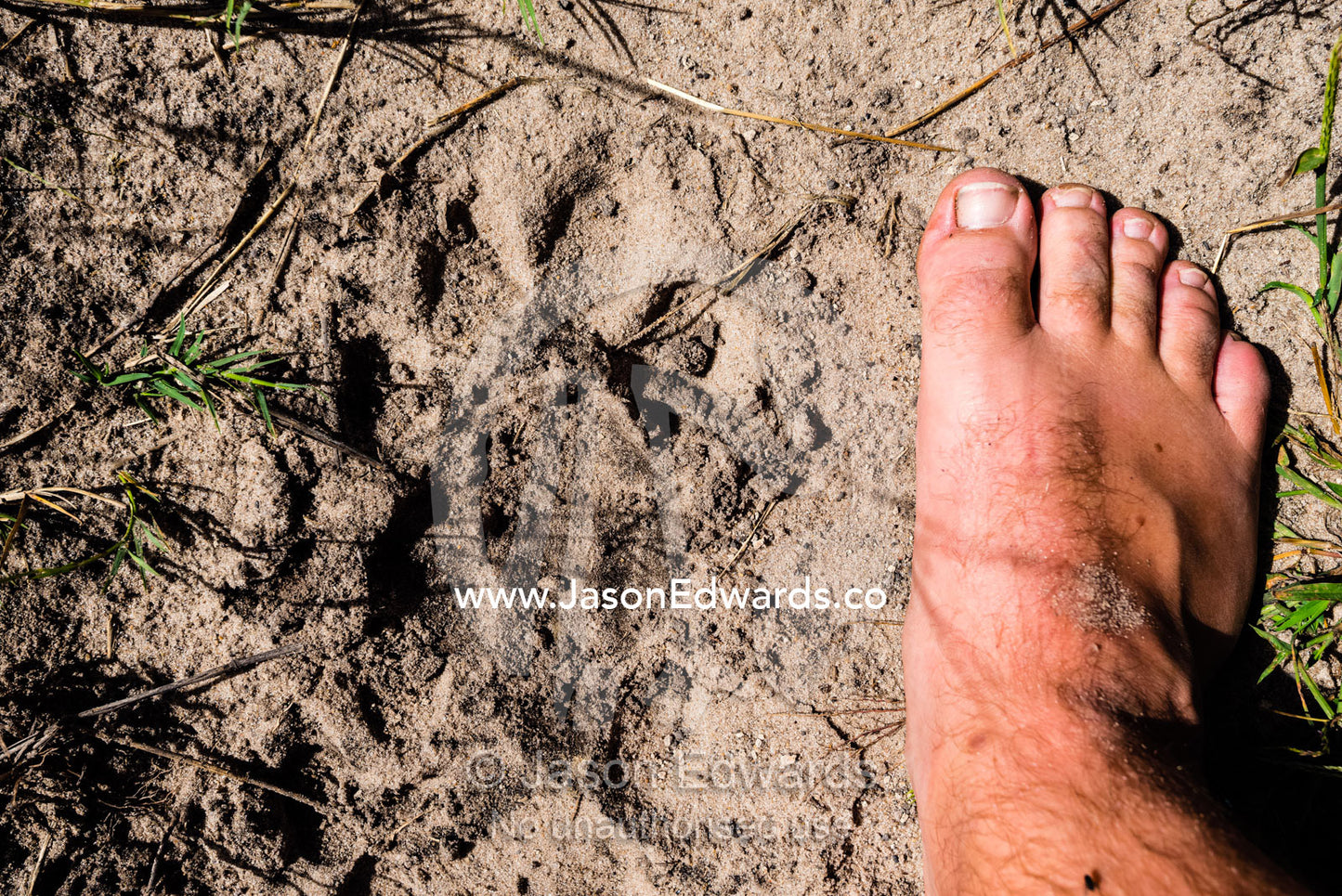 A size comparison between a lion paw print and a human foot on a track. Duba Plains Camp, Ngamiland West, Botswana.