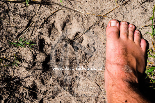 A size comparison between a lion paw print and a human foot on a track. Duba Plains Camp, Ngamiland West, Botswana.
