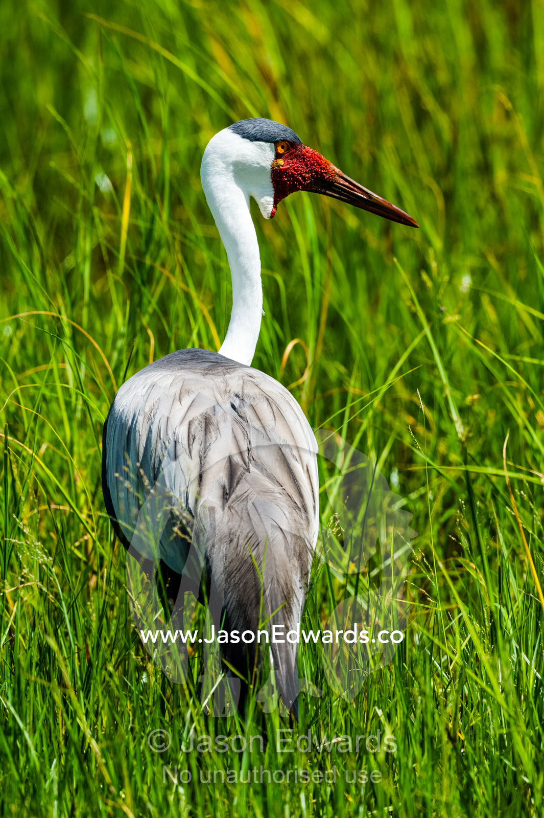 A rare Wattled Crane in the reeds of a floodplain. Duba Plains Camp, Ngamiland West, Botswana.