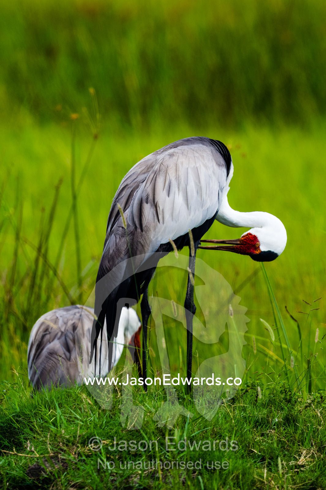 A rare Wattled Crane preening it's feathers with it's long beak. Duba Plains Camp, Ngamiland West, Botswana.