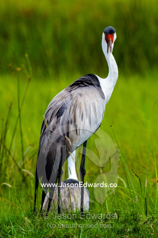 A rare Wattled Crane on a floodplain. Duba Plains Camp, Ngamiland West, Botswana.