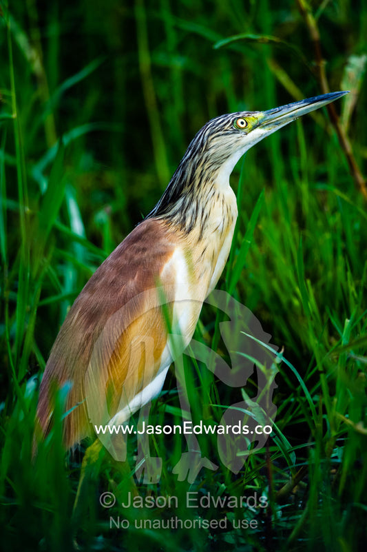 A Whitebacked Night Heron hunting for prey in wetland reeds. Duba Plains Camp, Ngamiland West, Botswana.