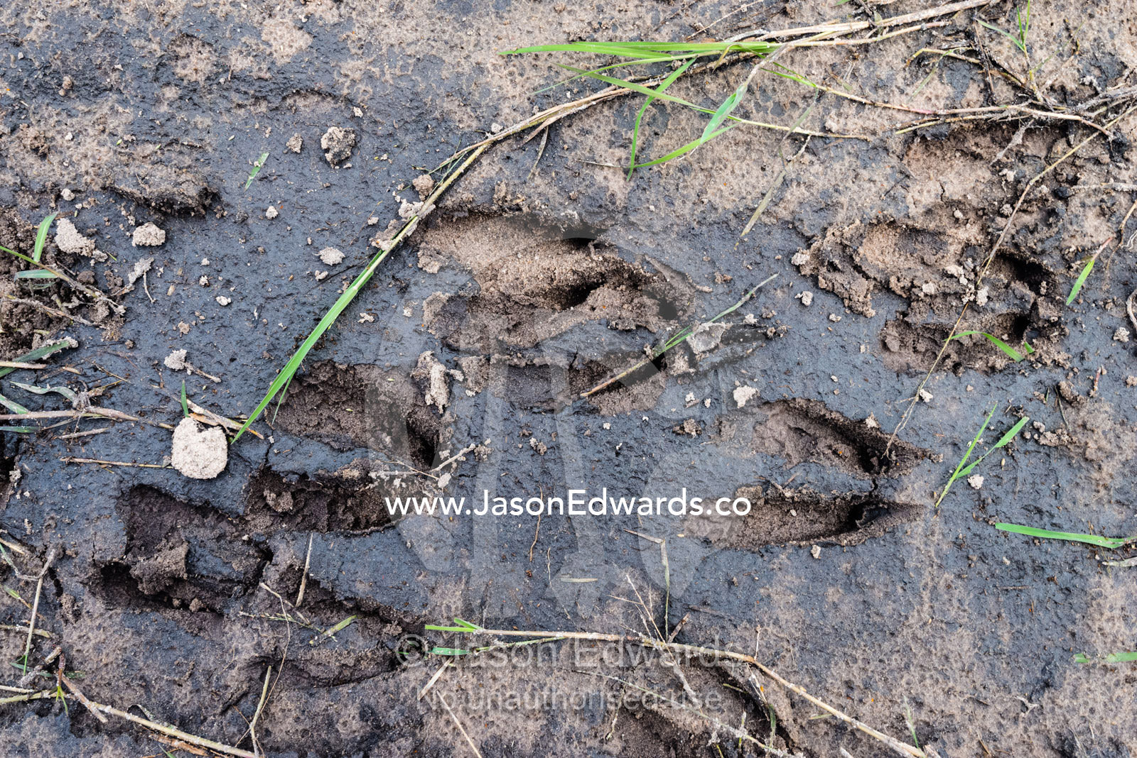 Impala tracks in wet mud on the shore of a wetland. Duba Plains Camp, Ngamiland West, Botswana.