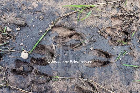 Impala tracks in wet mud on the shore of a wetland. Duba Plains Camp, Ngamiland West, Botswana.
