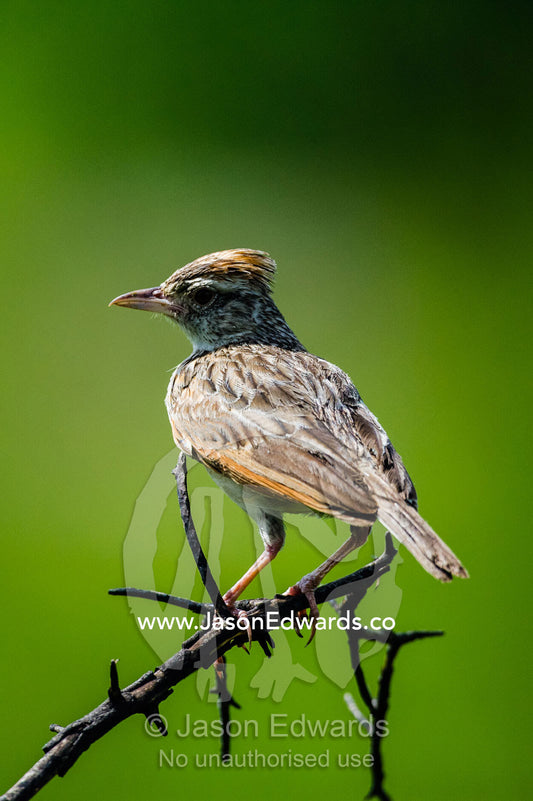 A Rufousnaped Lark perched on a twig above a grassland. Duba Plains Camp, Ngamiland West, Botswana.