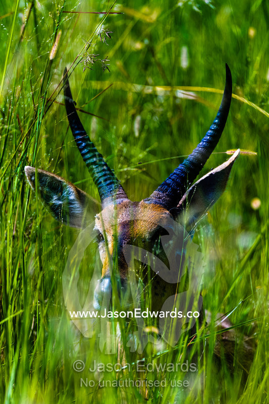 A Southern Reedbuck with sharp spiral horns hiding in the tall grass. Duba Plains Camp, Ngamiland West, Botswana.