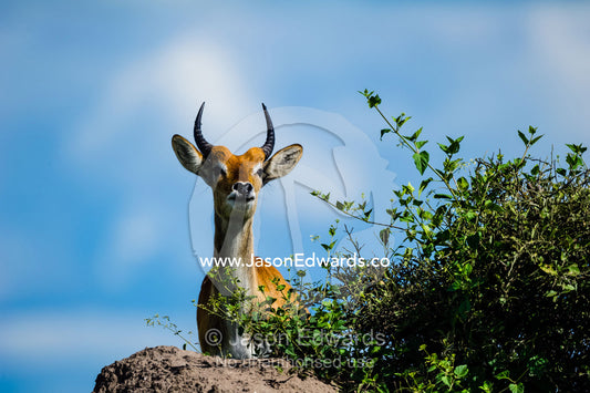 A sub-adult male Red Lechwe standing on top of a termite mound. Duba Plains Camp, Ngamiland West, Botswana.