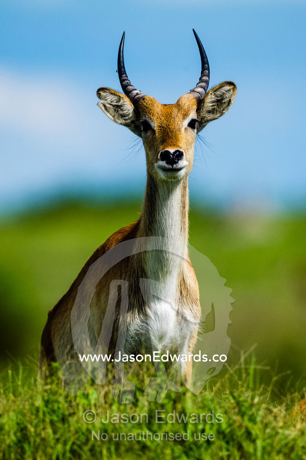 A sub-adult male Red Lechwe standing on top of a termite mound. Duba Plains Camp, Ngamiland West, Botswana.