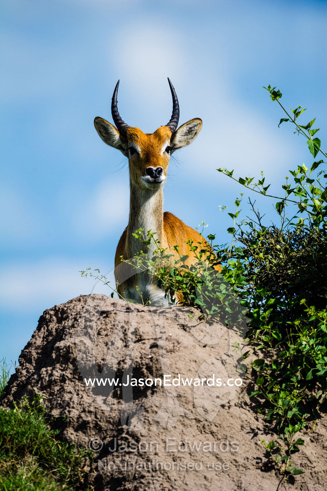 A sub-adult male Red Lechwe standing on top of a termite mound. Duba Plains Camp, Ngamiland West, Botswana.