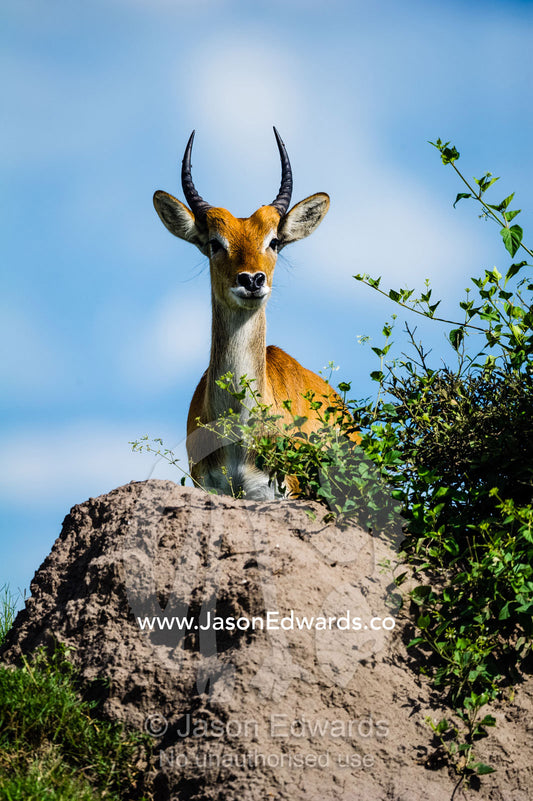 A sub-adult male Red Lechwe standing on top of a termite mound. Duba Plains Camp, Ngamiland West, Botswana.