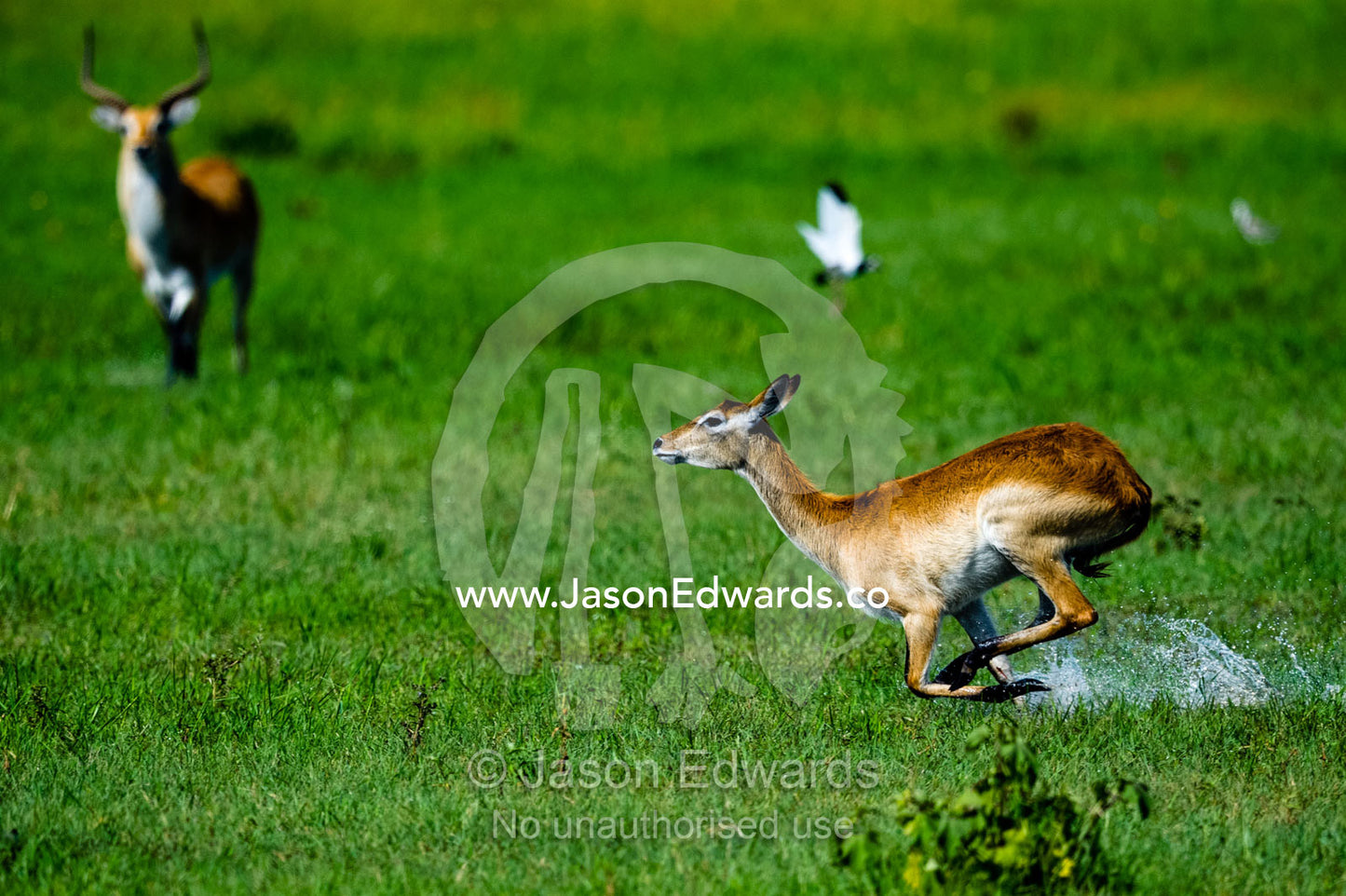 A Red Lechwe sprays water running across a floodplain. Duba Plains Camp, Ngamiland West, Botswana.