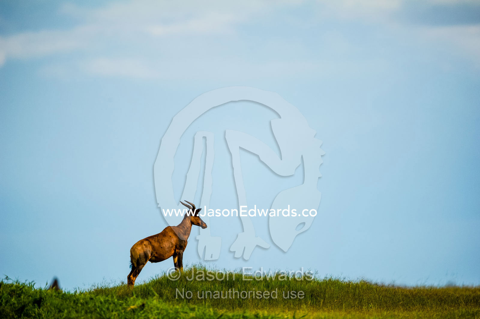 A Tsesseby surveys a floodplain from the top of a termite mound. Duba Plains Camp, Ngamiland West, Botswana.