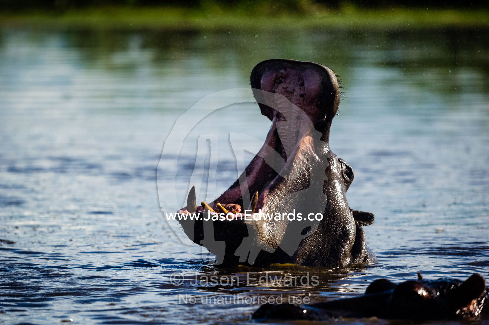 A hippopotamus stretching it's jaws to display it's huge canines. Duba Plains Camp, Ngamiland West, Botswana.