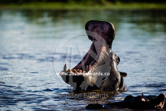 A hippopotamus stretching it's jaws to display it's huge canines. Duba Plains Camp, Ngamiland West, Botswana.