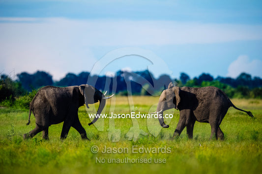 Male African Elephants sparring on a floodplain. Duba Plains Camp, Ngamiland West, Botswana.