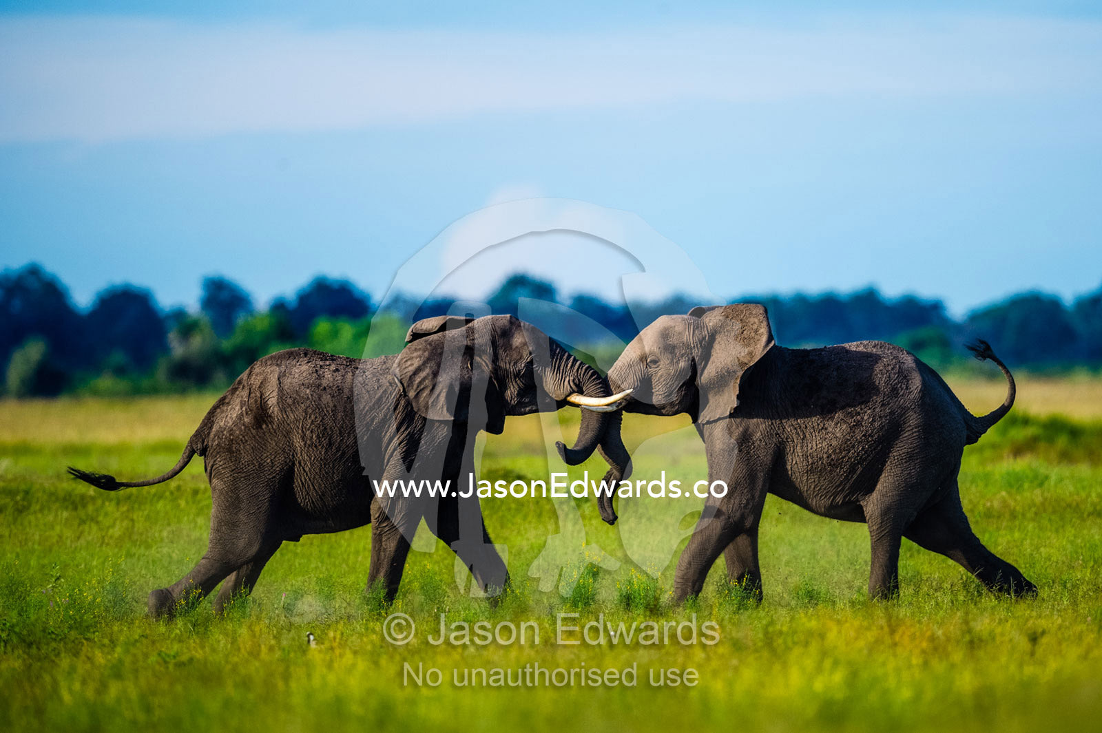 Male African Elephants sparring on a floodplain. Duba Plains Camp, Ngamiland West, Botswana.