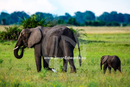 An African Elephant calf following it's mother across the floodplain. Duba Plains Camp, Ngamiland West, Botswana.