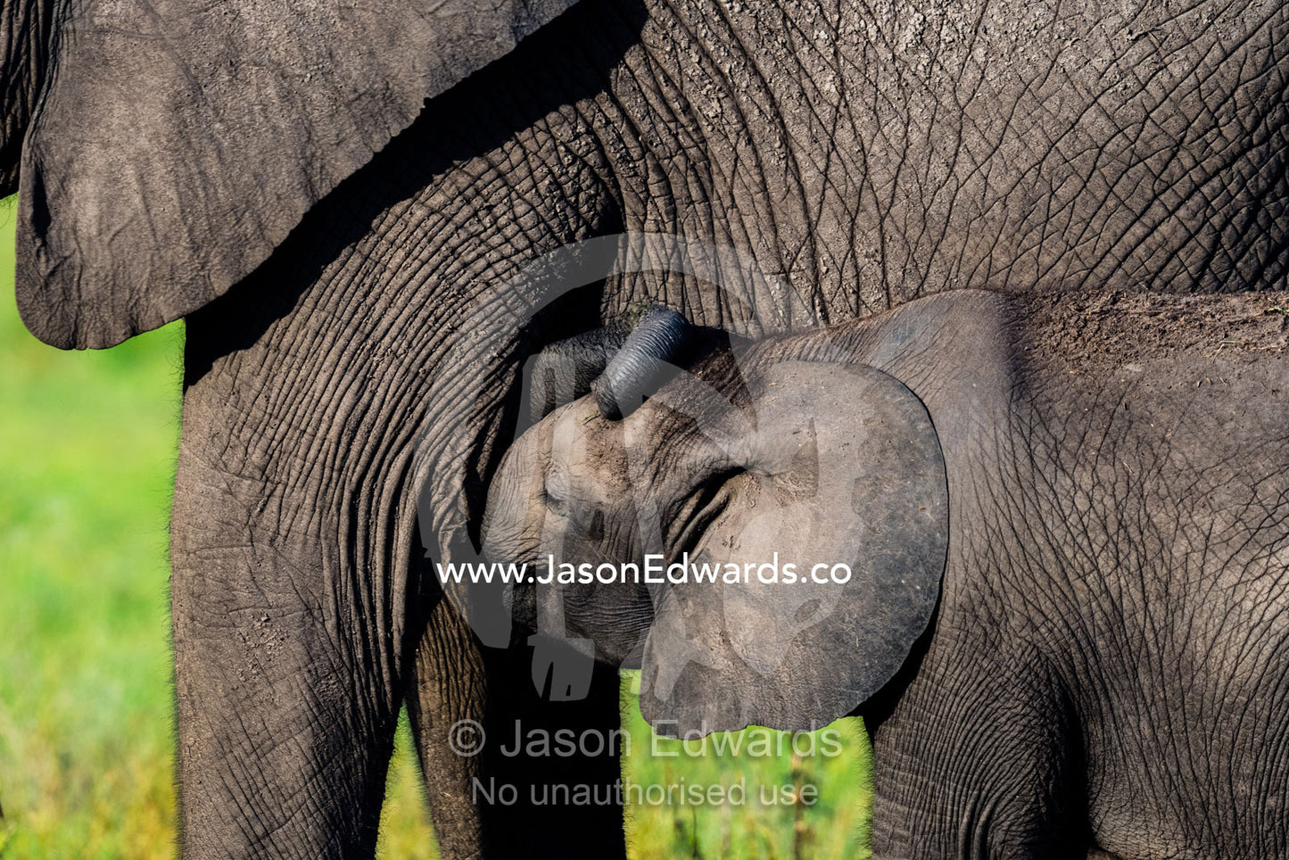 An African Elephant calf suckling milk from it's mothers teat. Duba Plains Camp, Ngamiland West, Botswana.
