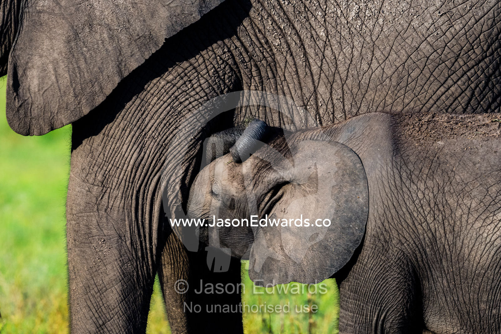 An African Elephant calf suckling milk from it's mothers teat. Duba Plains Camp, Ngamiland West, Botswana.
