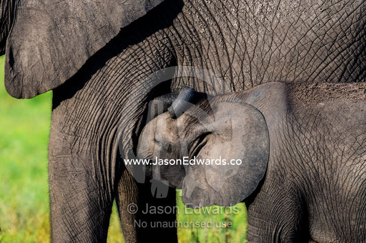 An African Elephant calf suckling milk from it's mothers teat. Duba Plains Camp, Ngamiland West, Botswana.